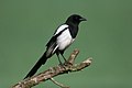 Eurasian magpie