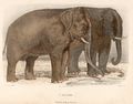 "O Elephante" - Hand-coloured engraving drawn by H.Gobin and engraved by Ramus[33]