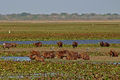 Landscape of venezuelan Llanos