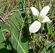 Anemopsis californica