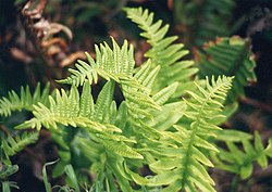 Polypodium californicum.