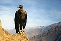 A juvenile condor in Colca Canyon, Peru