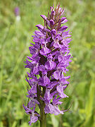 Orchis négligé.