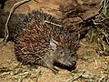 Kleine egeltenrek in de Zoo Pilsen in Tsjechië