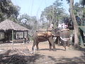 elephent safari at nisargadhama