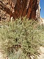 F. paradoxa, Utah