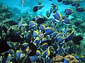 Image 49Surgeonfish are among the most common of coral reef herbivores, often feeding in shoals. This may be a mechanism for overwhelming the highly aggressive defence responses of small territorial damselfishes that vigorously guard small patches of algae on coral reefs. (from Coral reef fish)