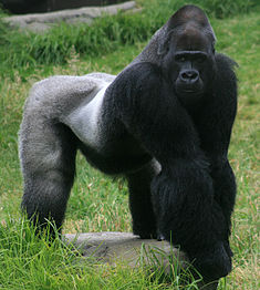 Rietumu gorilla (Gorilla gorilla)