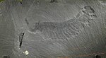 Fossil specimen of Opabinia from the Burgess Shale.