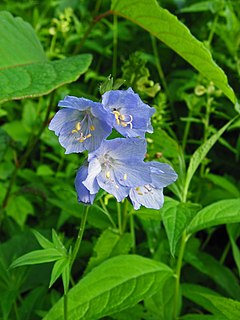 Polemonium caeruleum