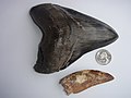 Dientes de megalodón y Carcharodontosaurus. Este último fue encontrado en el desierto del Sahara