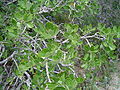 Quercus berberidifolia