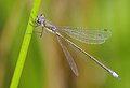 Tavi rabló (Lestes virens vestalis) hím