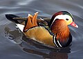 Mandarin.duck