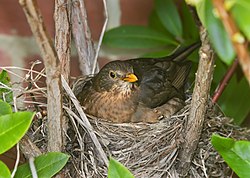 Turdus_merula_Nesting