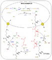 Ciclo de la Urea.