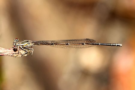 Disparoneura apicalis female