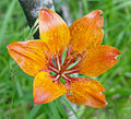 Lilie cibulkonosná (Lilium bulbiferum)