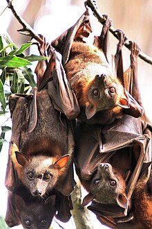 Little Red Flying Foxes.jpg