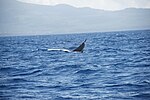 Sowerby's beaked whale