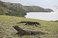 Image 6Komodo dragon at Komodo National Park (from Tourism in Indonesia)