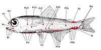 Photophores on a lanternfish, the most common deep sea fish worldwide