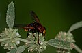 Volucella zonaria