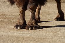 Detail of feet