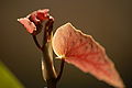 Forellen-Begonie, Hybrid der Begonia corallina