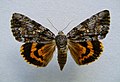 Catocala palaeogama old wife underwing