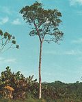 Miniatura para Cordia trichotoma