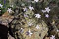 Dianthus charidemi