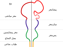 The nervous system is shown as a rod with protrusions along its length. The spinal cord at the bottom connects to the hindbrain which widens out before narrowing again. This is connected to the midbrain, which again bulges, and which finally connects to the forebrain which has two large protrusions.