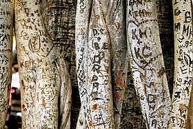 Tree bark damage left by visitors