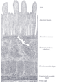 Section of duodenum of cat. X 60.