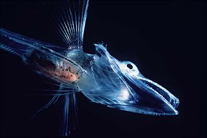 Icefish