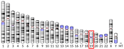 Thumbnail for MORT (long non-coding RNA)