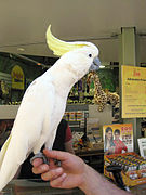 Jake the (female) cockatoo lives at the zoo's reception office