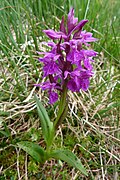 vue d'un orchis.