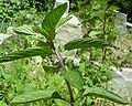 Pfefferminze (Mentha piperata)