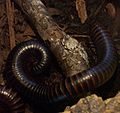 Myriapoda