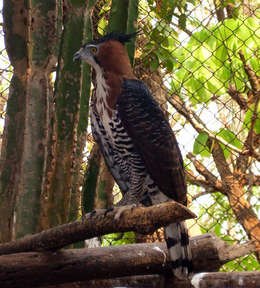 Díszes vitézsas (Spizaetus ornatus)