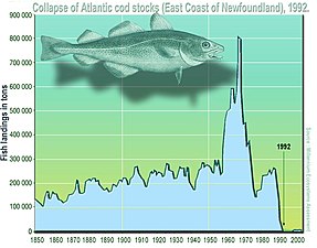 大西洋鱈魚產量急速降低