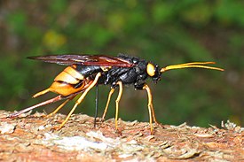 Большой хвойный рогохвост (Urocerus gigas)