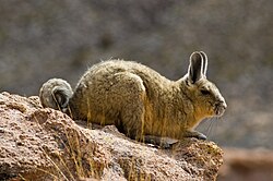 En bergsviscacha