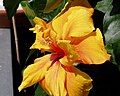 Gelber Hibiscus