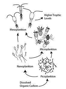 Microbial Loop.jpg