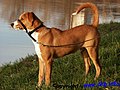 Austrian Pinscher