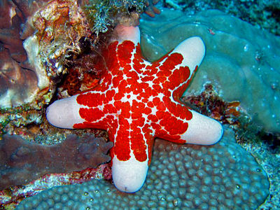 Groot lichaam met korte armen Familie Oreasteridae Choriaster granulatus