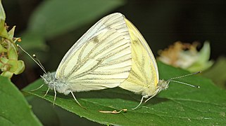 Accouplement de piérides du navet